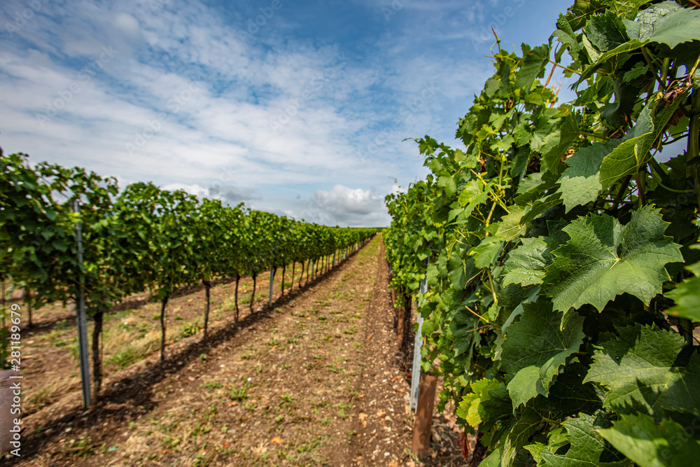 green grapes in summer vineyard