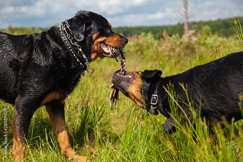 Rottweiler Dogs Running And Playing Outdoors At Lake Side