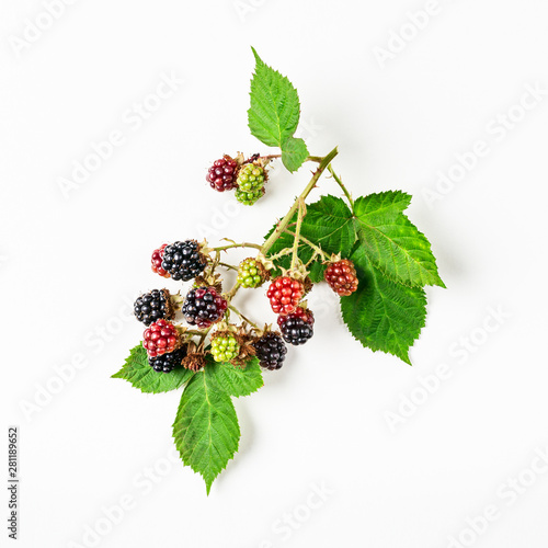 Cuadro en lienzo Blackberry branch with berries