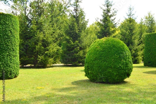 bushes as a sphere and cylinder cut, landscape architecture Vienna 2019