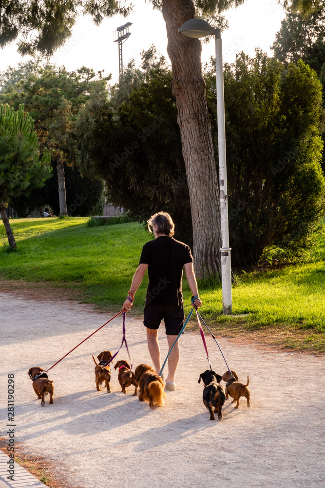Mann führt Hunde aus im Park