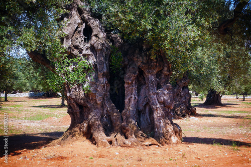 Apulian countryside with old olive trees, Puglia, Italy photo