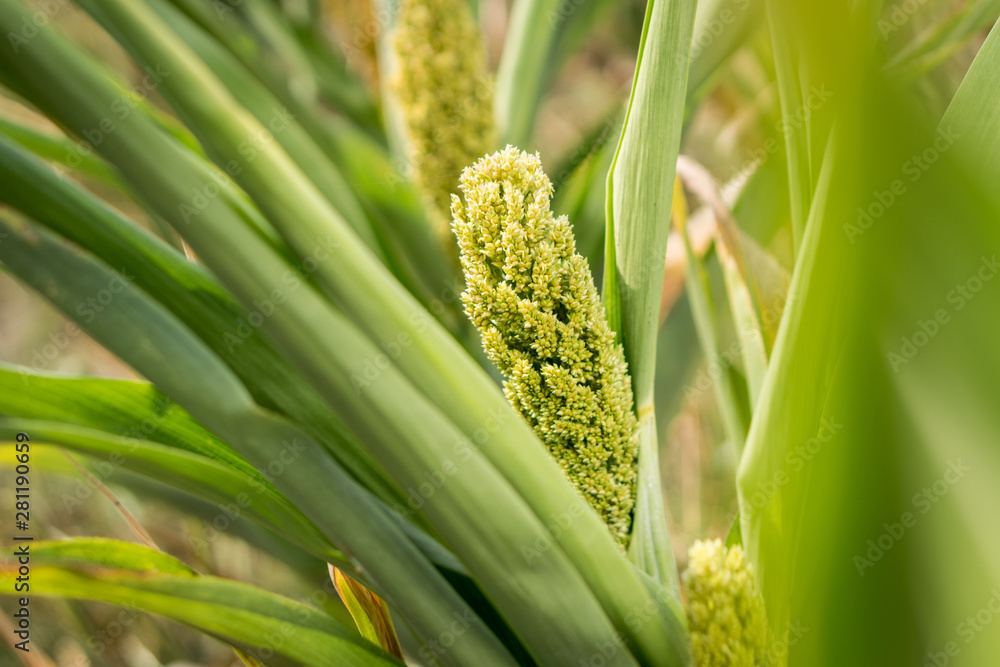 Fototapeta premium Young sorghum (millet, jowari) sprouts on a farmers field.