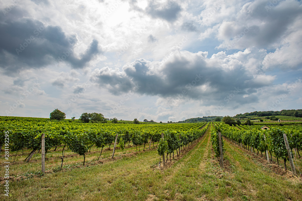 green vineyards landscape