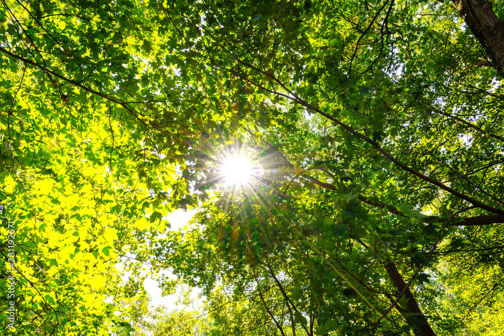 sonnendurchfluteter Wald im Sommer sonnendurchfluteter Wald im Sommer