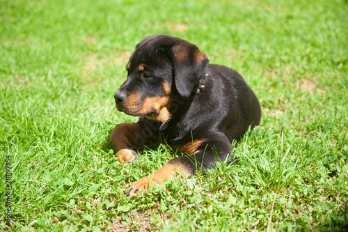 Gorgeous Rottweiler Puppy - Loyal , Obedient And Gentile Mans Best Friend!