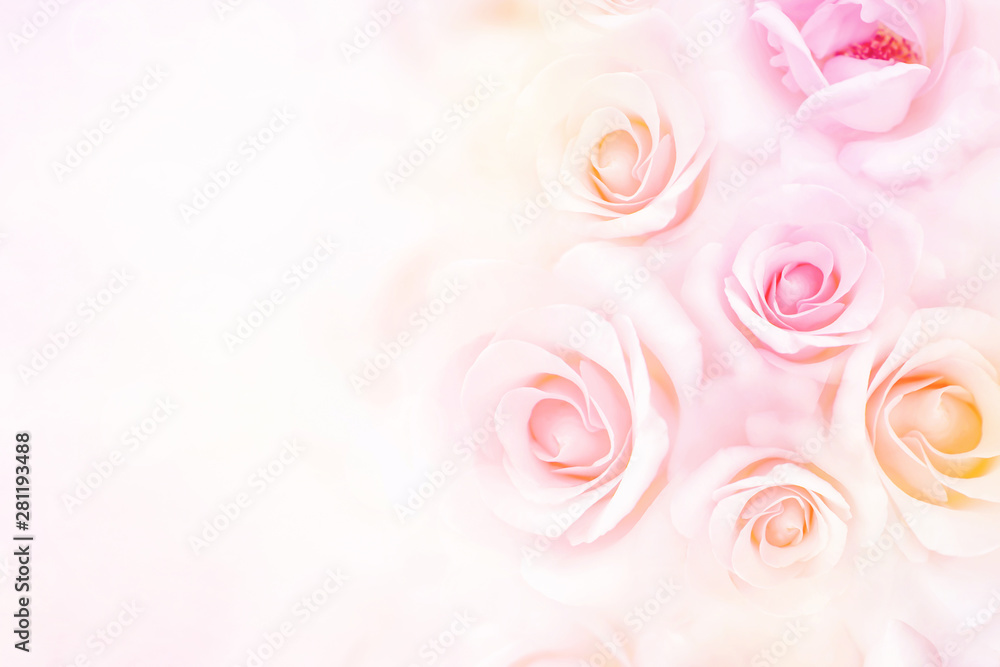soft rose flower background with copy space for valentine and wedding card soft rose flower background with copy space for valentine and wedding card