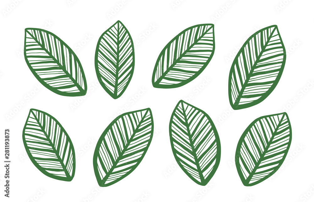 Vector Leaves Set Isolated on white Background Vector Leaves Set Isolated on white Background