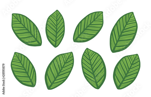 Vector Leaves Set Isolated on white Background