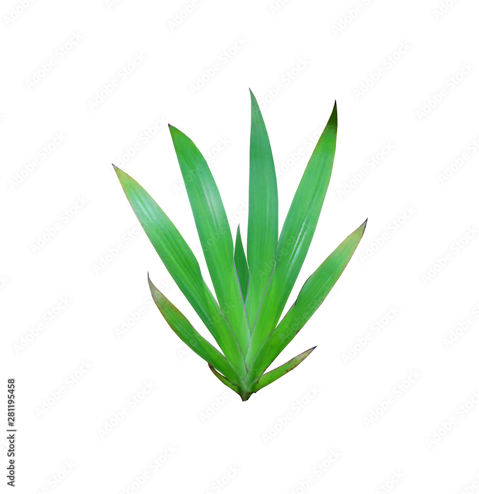 Obraz premium tropical nature green lily leaf pattern