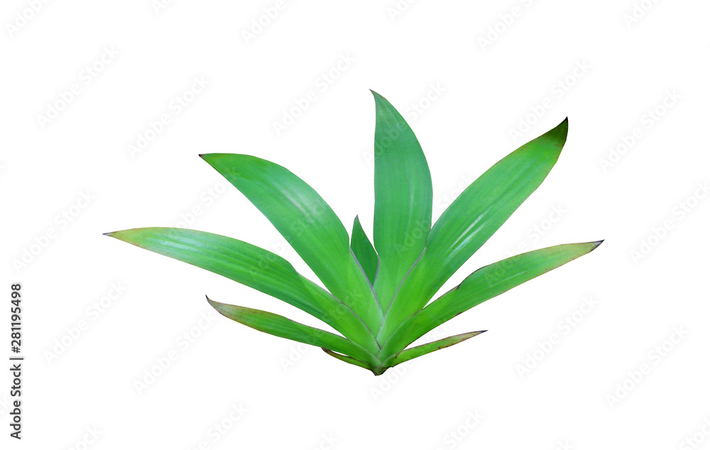 tropical nature green lily leaf pattern tropical nature green lily leaf pattern