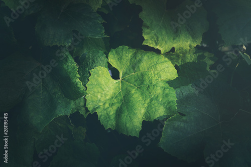Foto grape leaves background
