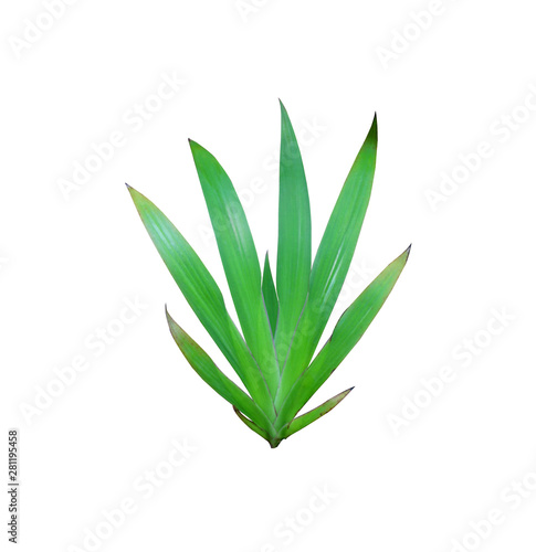 tropical nature green lily leaf pattern