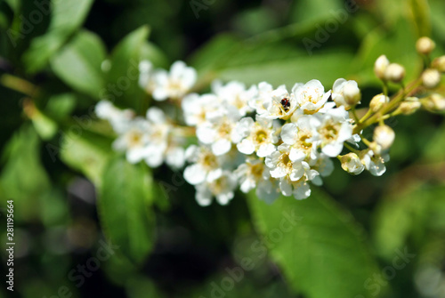 Prunus padus  bird cherry  hackberry  hagberry  Mayday tree  tree blossom flowers and green leaves close up detail on blurry gray background
