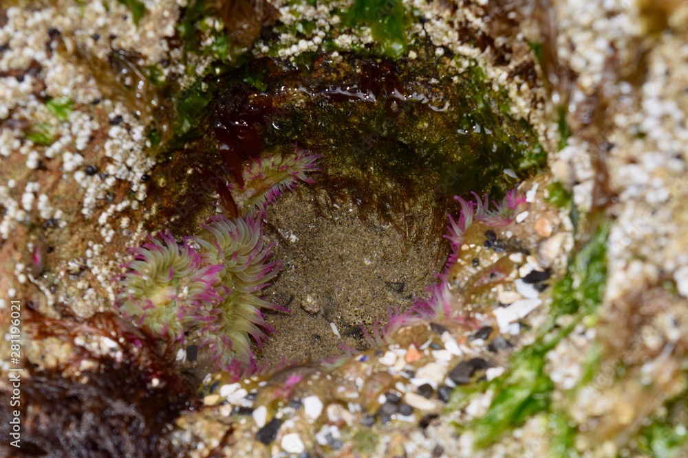 Pink Sea Anemones in small tidal pool 2 Pink Sea Anemones in small tidal pool 2
