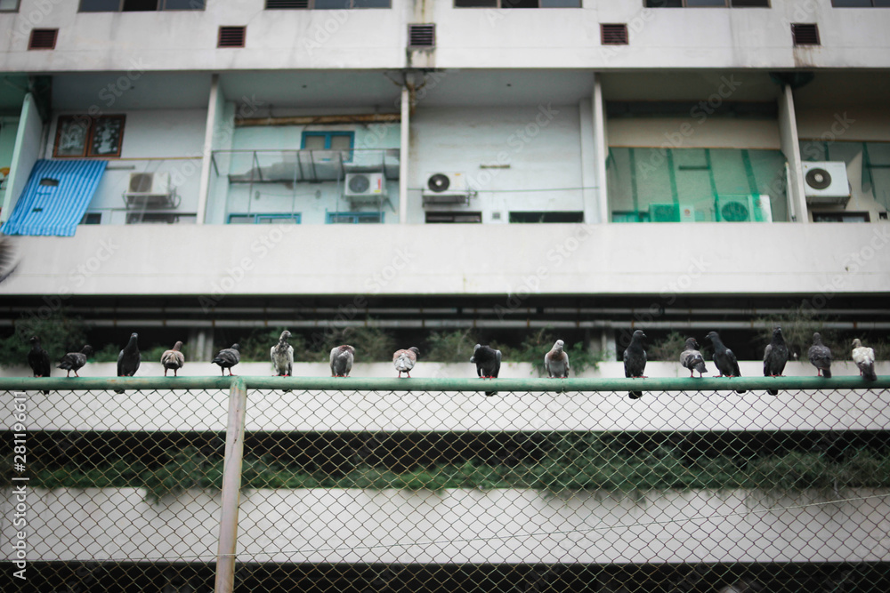 bird on wire bird on wire