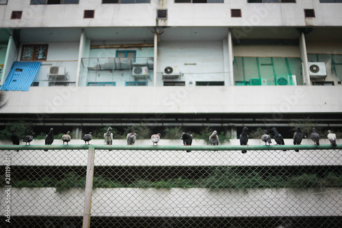 bird on wire