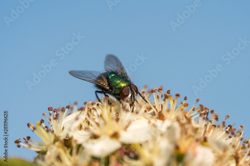 Common greenbottle fly or Lucilia caesar. Feed on flower photo