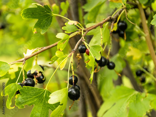 .Gibrit gooseberry and currants. Black yoshta. Berries grow on a bush. Crop of ripe berries. Delicious and juicy yoshta. photo