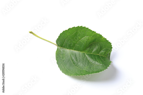 Green leaf. Isolated on a white.