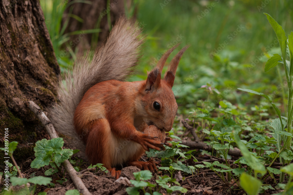 orange squirrel. flurry squirrel holds in its paws a big nut sitting on green grass in the forest orange squirrel. flurry squirrel holds in its paws a big nut sitting on green grass in the forest