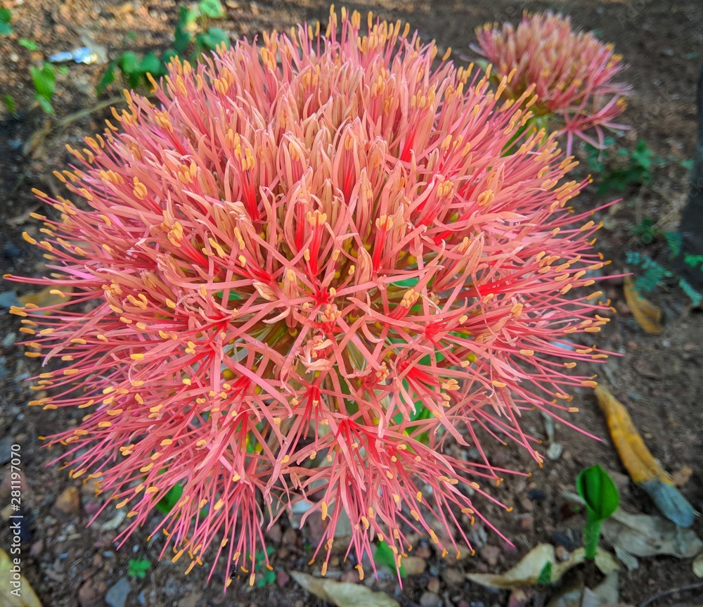 flowers of thailand flowers of thailand