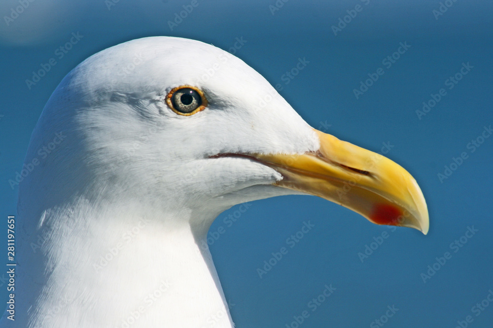 Head of seagull