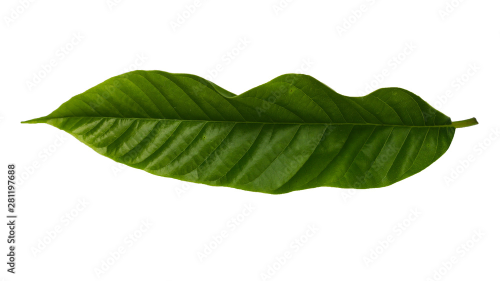 Obraz premium back side of fresh green leaf of alder tree cut out on white background