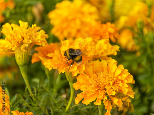 .Beautiful yellow flower for the garden. Marigold is orange. Medicinal plant. Decoration alley. Bright and beautiful flower.