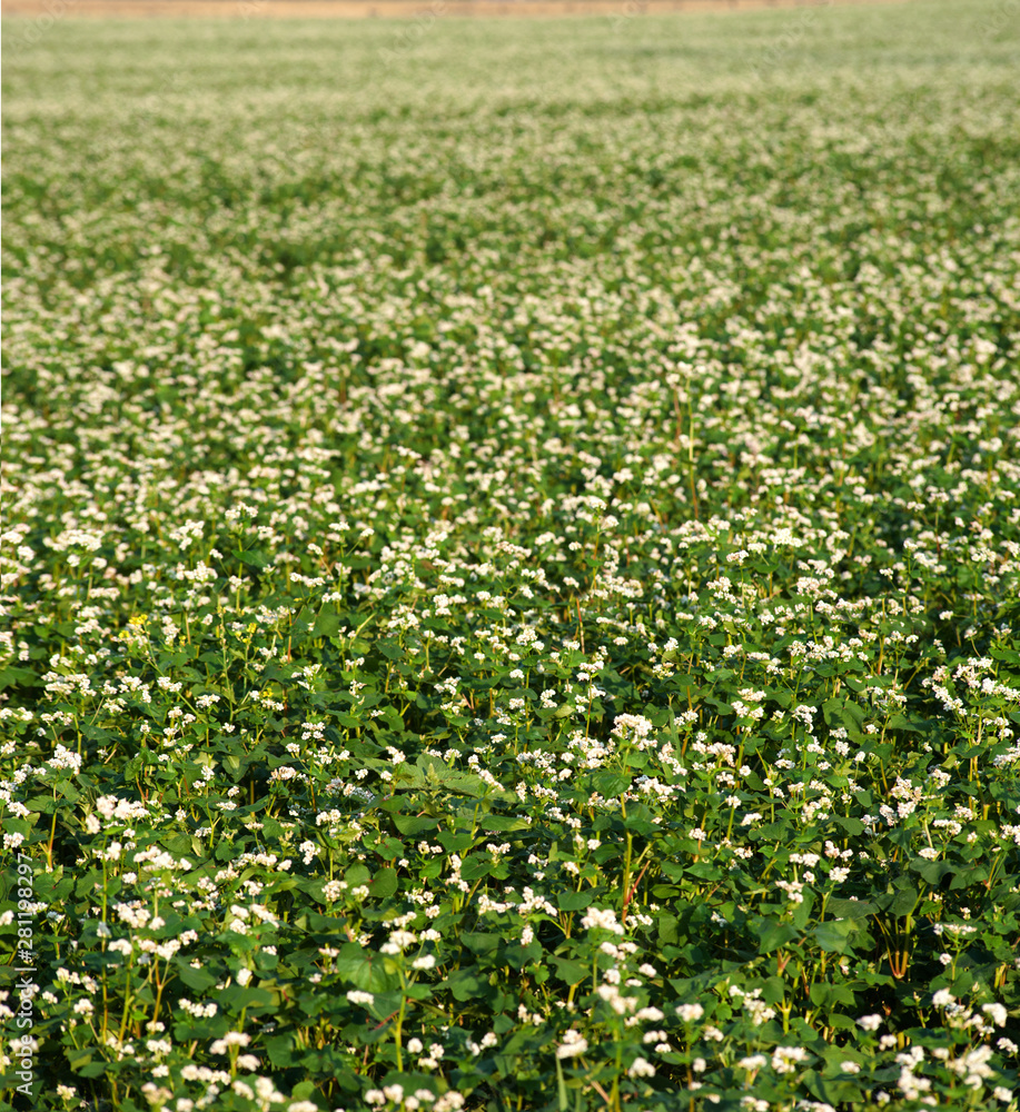 Field of buckwheat and close up of buckwheat blossom. Buckwheat agriculture Field of buckwheat and close up of buckwheat blossom. Buckwheat agriculture
