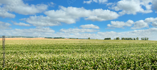 Buckwheat fields agrarian landscape