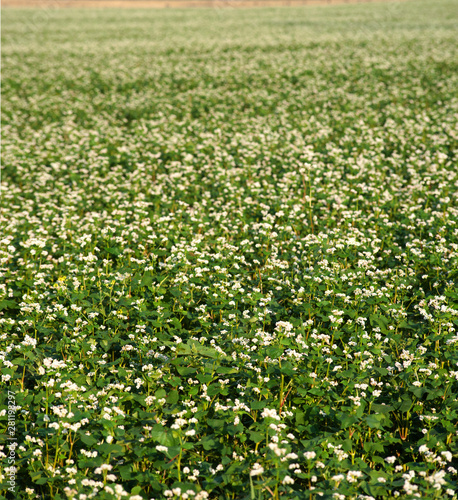 Field of buckwheat and close up of buckwheat blossom. Buckwheat agriculture