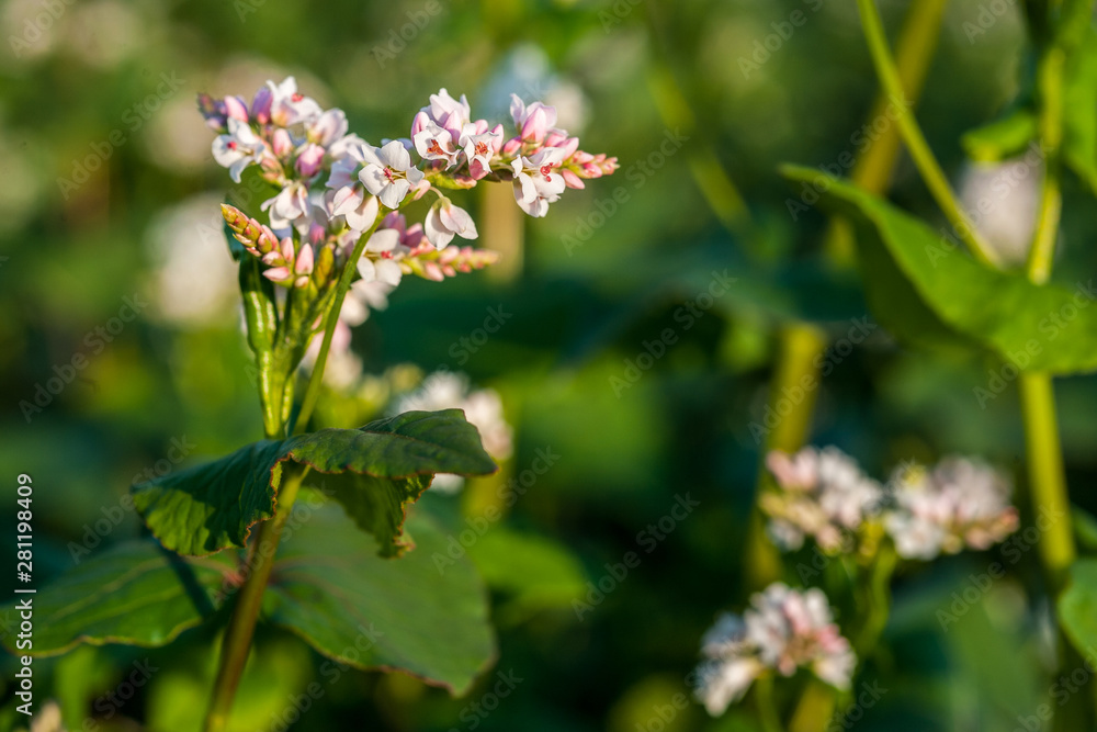 White petal of buckwheat flower on the field. White buckwheat. White petal of buckwheat flower on the field. White buckwheat.