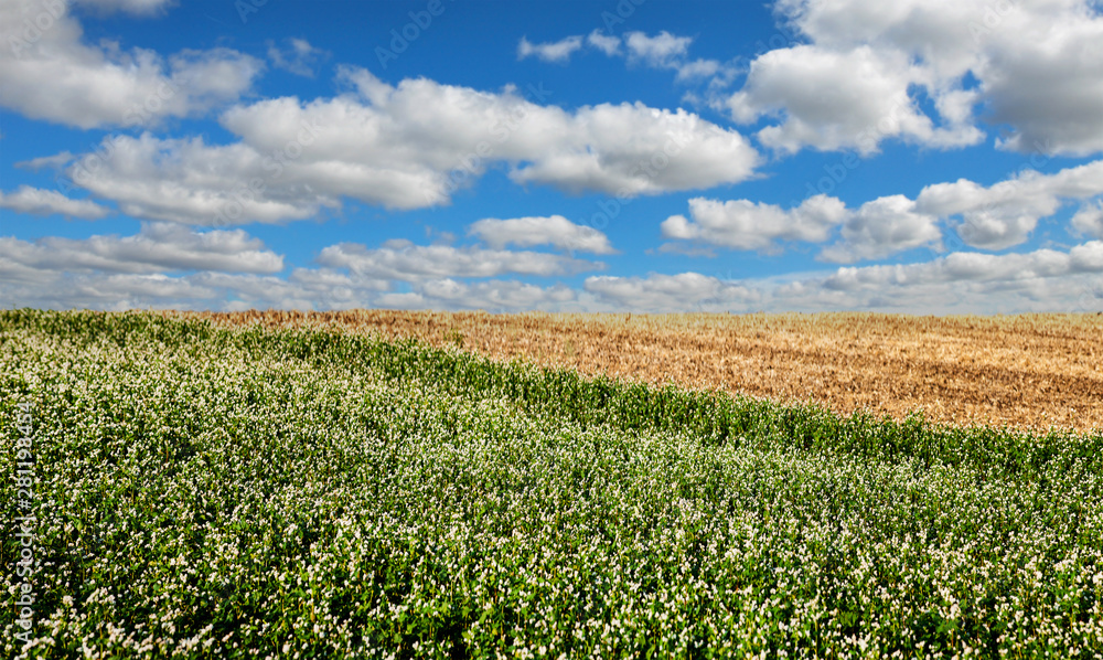 Buckwheat blossom field with blue sky and clouds. Landscape orientation Buckwheat blossom field with blue sky and clouds. Landscape orientation