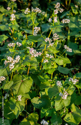 Close up of buckwheat blossom. Buckwheat agriculture