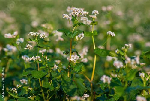 Macro view of buckwheat blossom flowers