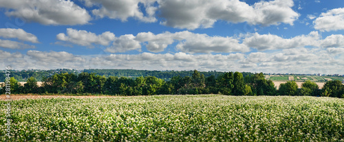 panorama of buckwheat blossom field with beautiful sky