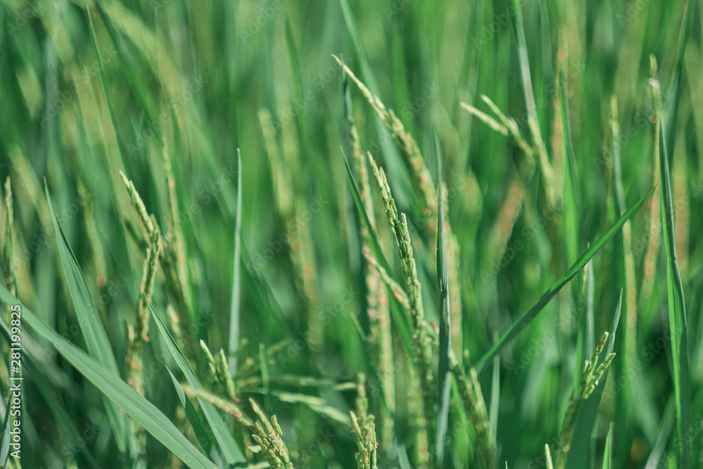 Green rice fields in rural rice fields of Thailand. Green rice fields in rural rice fields of Thailand.