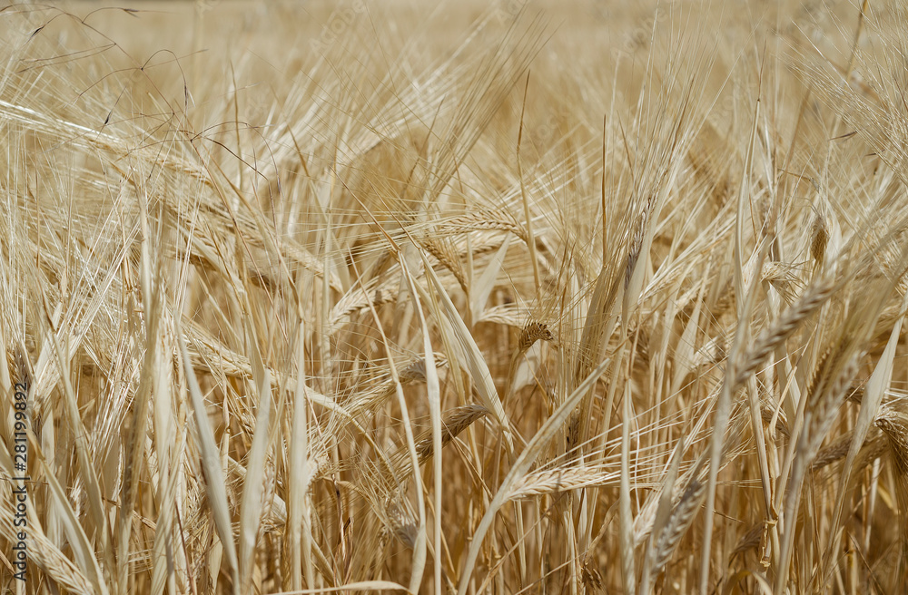 Fototapeta premium yellow sprouts rye in the field
