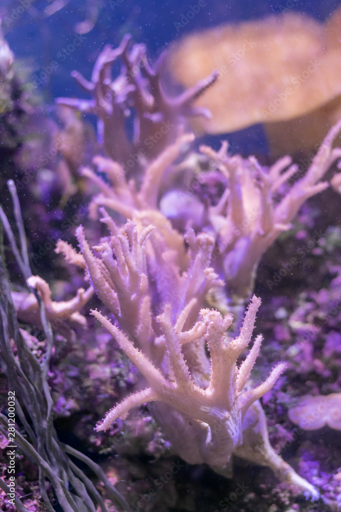 Beautiful sea flower in underwater world with corals and fish. Nature background. Beautiful sea flower in underwater world with corals and fish. Nature background.