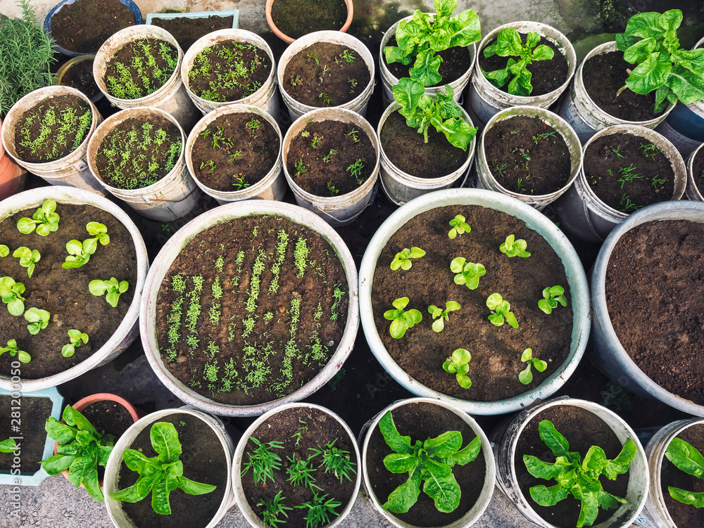 Plant pots growing seed Organic vegetable Home gardening Plant pots growing seed Organic vegetable Home gardening