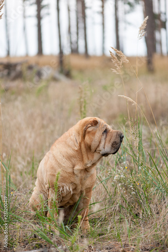 Shar Pei in the grass. close up. autumn time