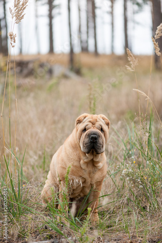 Shar Pei in the grass. close up. autumn time