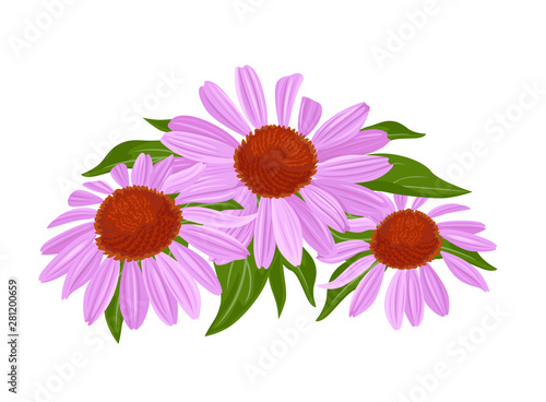 Purple flowers and green leaves. Echinacea blooming bouquet isolated on white background. Vector illustration in cartoon flat style.