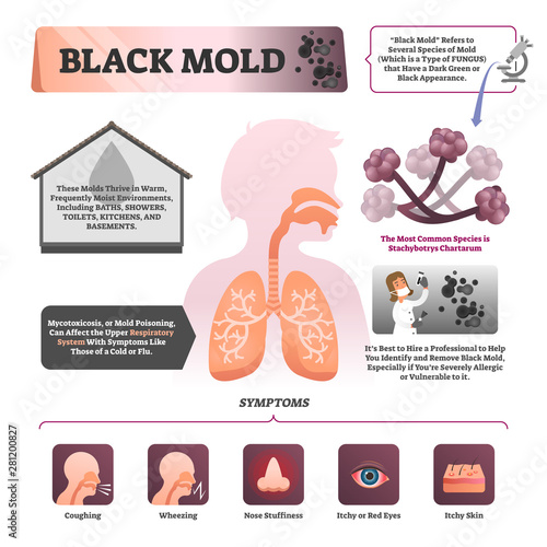 Black mold vector illustration. Labeled symptom and description infographic photo