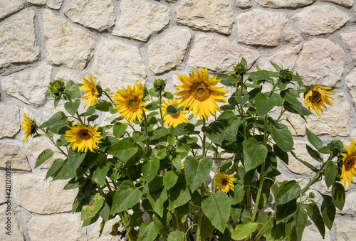 Blooming sunflowers against the background of a limestone wall