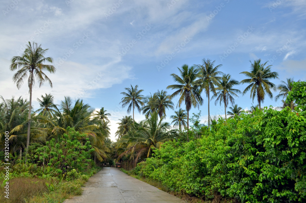 Palm forest around a rural road in Caramoan, Philippines. Palm forest around a rural road in Caramoan.