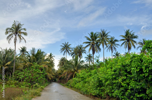 Palm forest around a rural road in Caramoan, Philippines. Palm forest around a rural road in Caramoan.