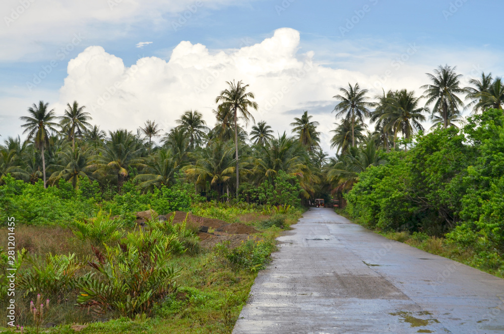 Palm forest around a rural road in Caramoan, Philippines. Palm forest around a rural road in Caramoan. Palm forest around a rural road in Caramoan, Philippines. Palm forest around a rural road in Caramoan.