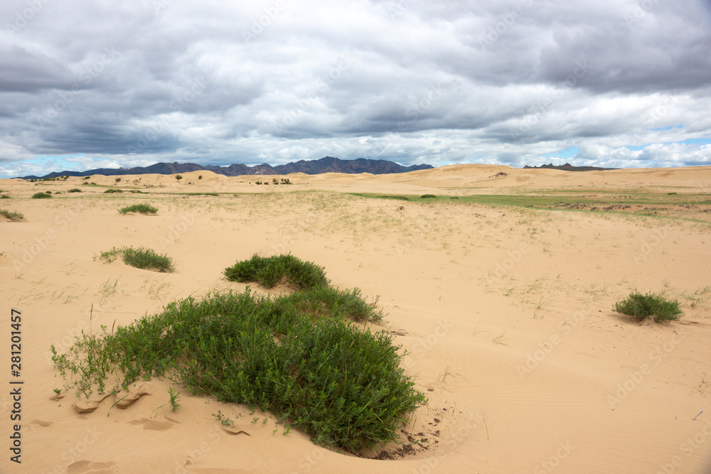 Sand in mongolian desert and some grass